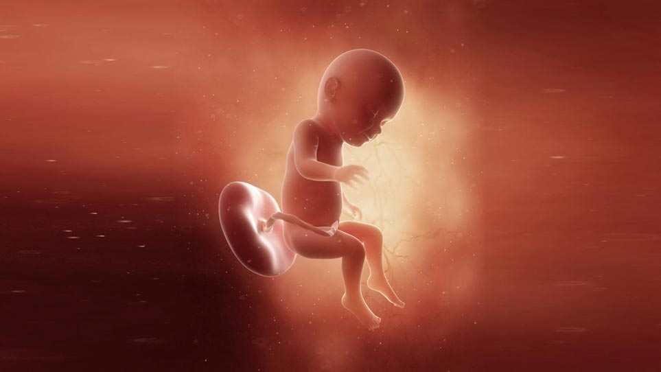 رشد جنین در هفتۀ سی و یکم