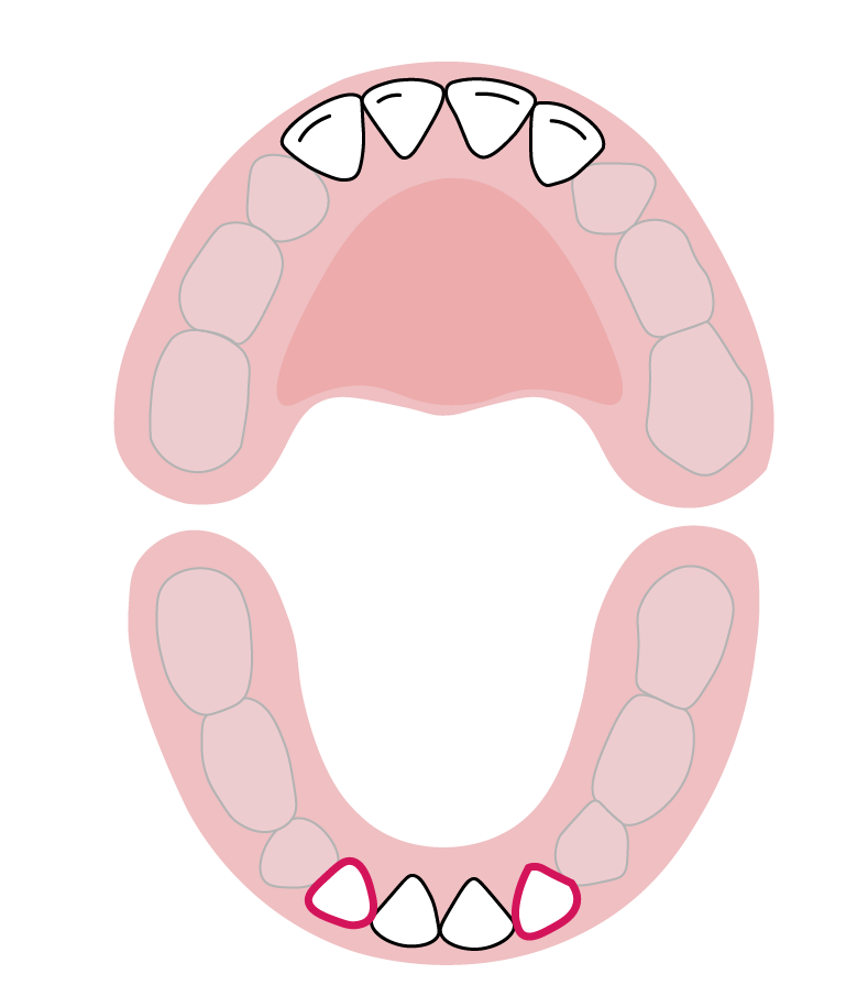 دندان‌های پیش جانبی فک پایین: ۱۰ تا ۱۶ ماهگی