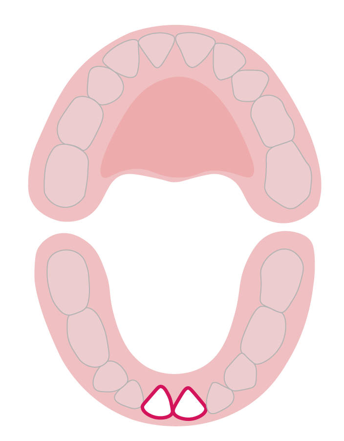 دندان‌های پیش میانی فک پایین: چهار تا هفت ماهگی
