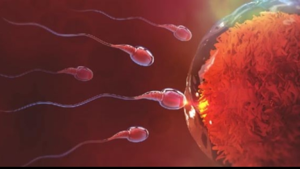 چند روز بعد از لقاح جنین تشکیل می‌شود؟