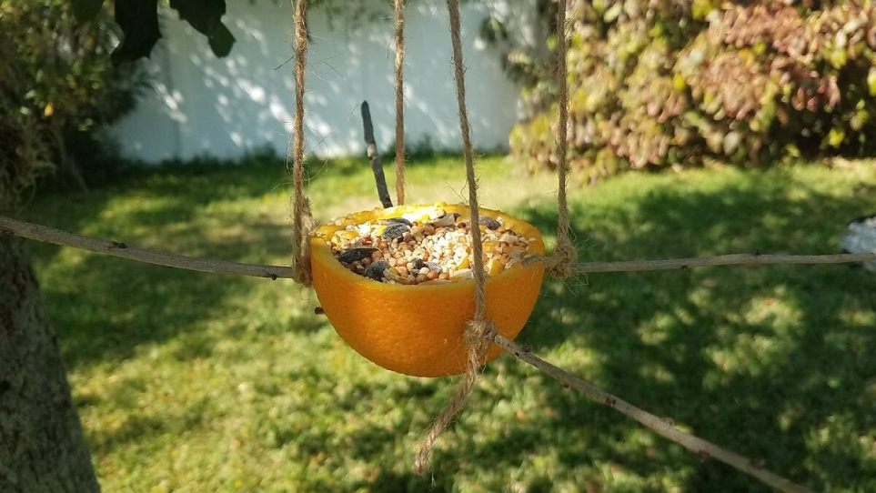با بچه‌ها دانه‌خوری پرندگان بسازید