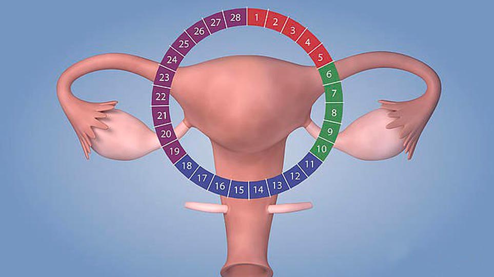 ویژگی سیکل قاعدگی منظم