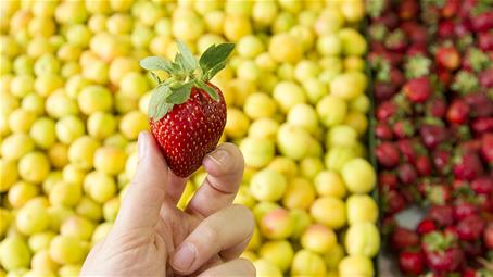 کودک از چه زمانی می‌تواند میوه‌های توت‌سان بخورد؟